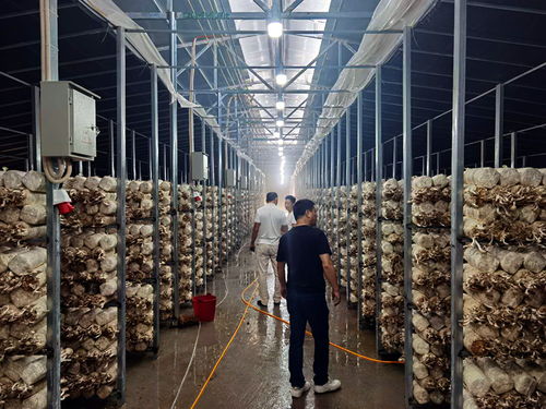 科技產業發展助力鳳凰脫貧攻堅